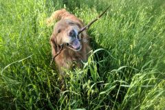 Murray loves his sticks!
