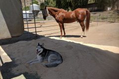 Crash enjoying Milt's new bed