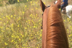 Trail Ride